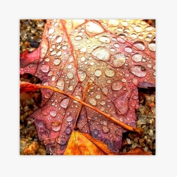 New Caplin Creations Leaf And Raindrop Close Up 11×14 Glossy Poster Print - Picture 2 of 2